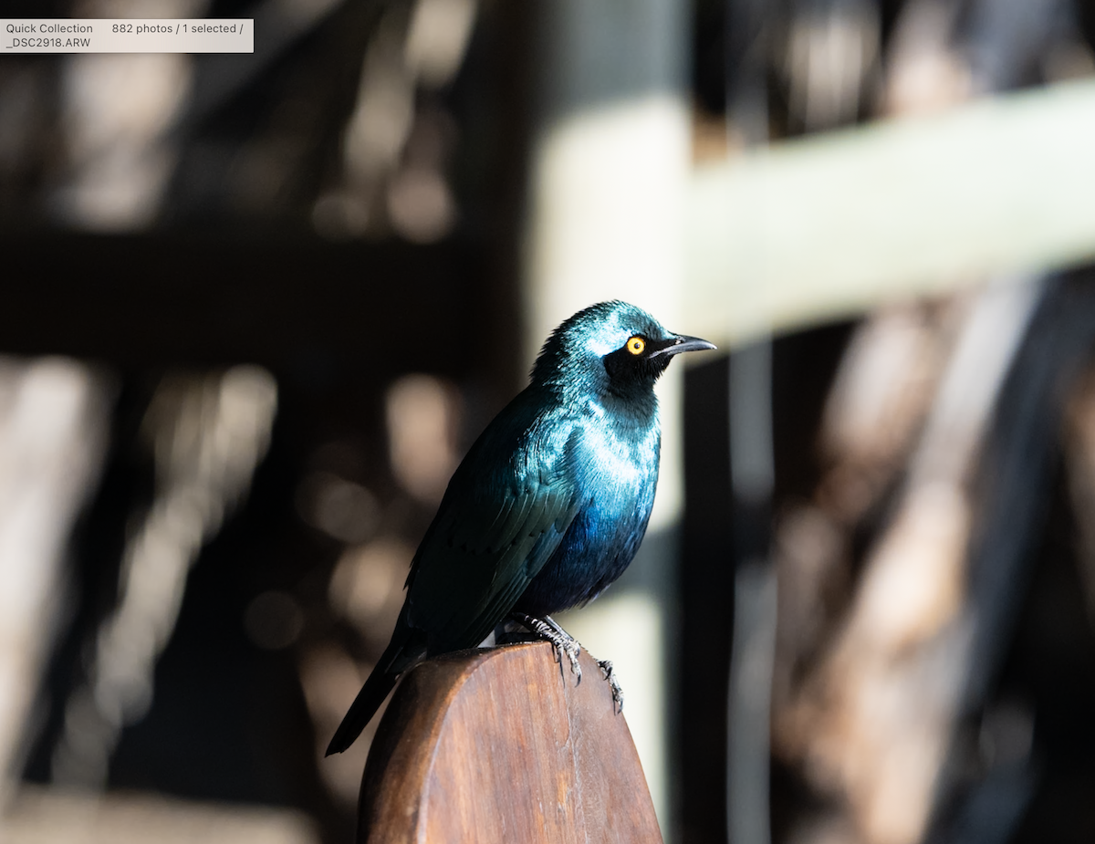 Greater Blue-eared Starling - ML620800574