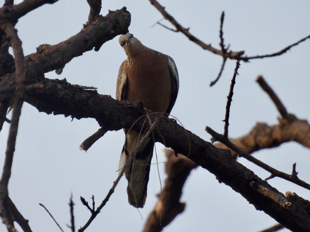 Spotted Dove - ML620800575