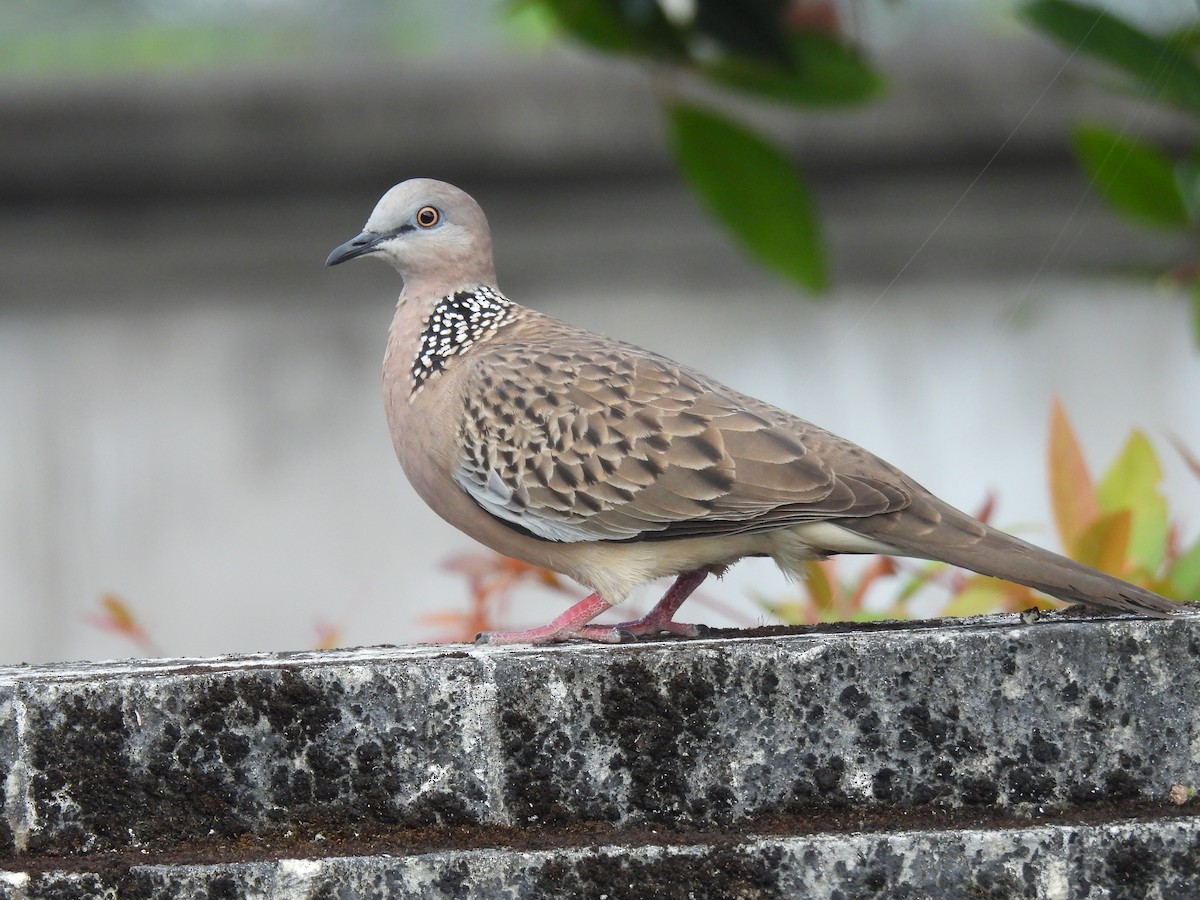 Spotted Dove - ML620800578