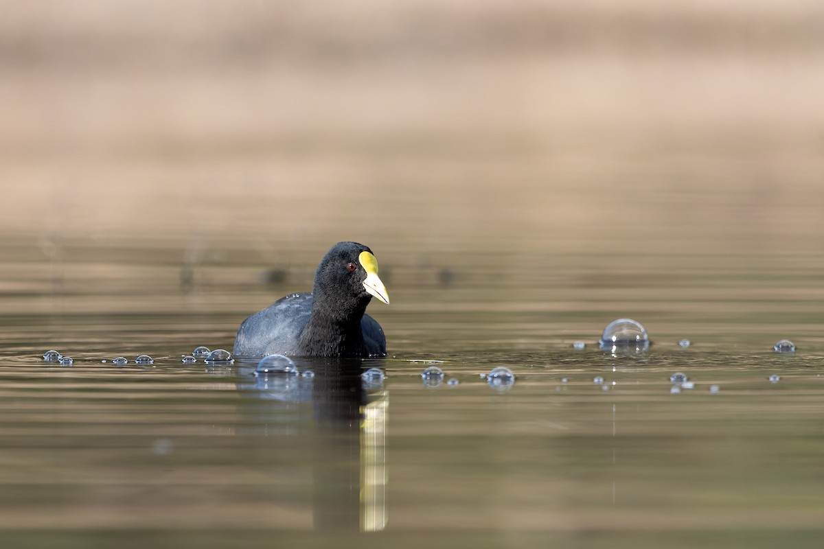 White-winged Coot - ML620800581