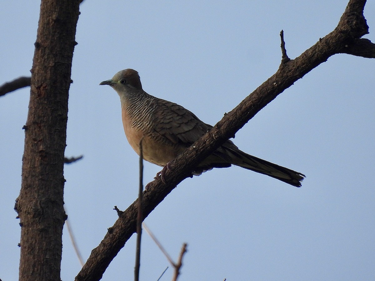 Zebra Dove - Blake Kammann