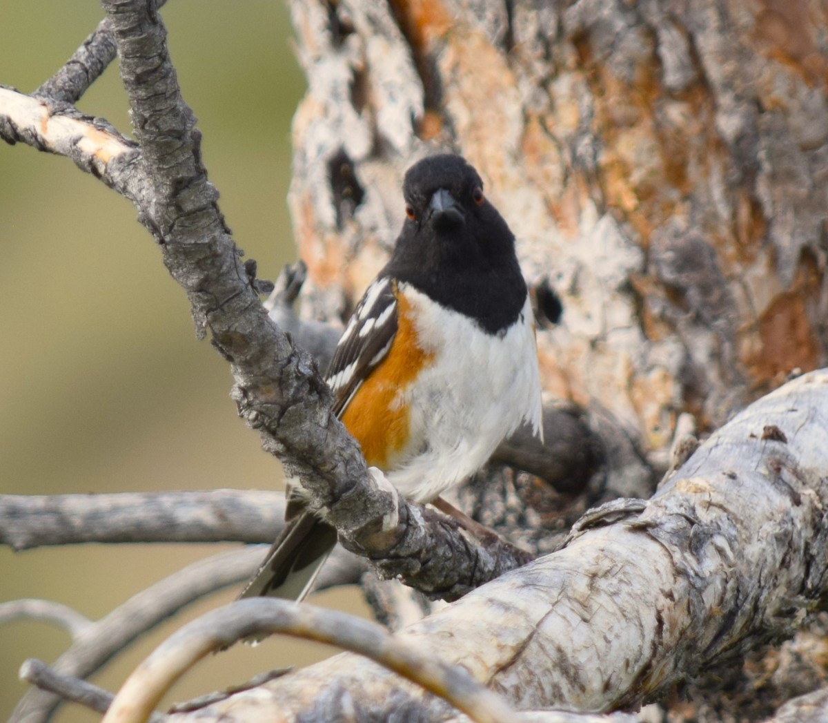 Spotted Towhee - ML620800591