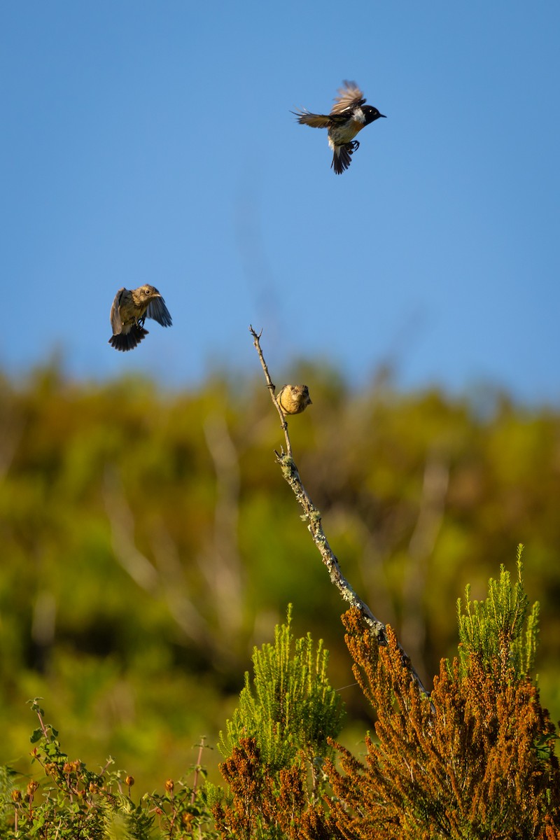 European Stonechat - ML620800600