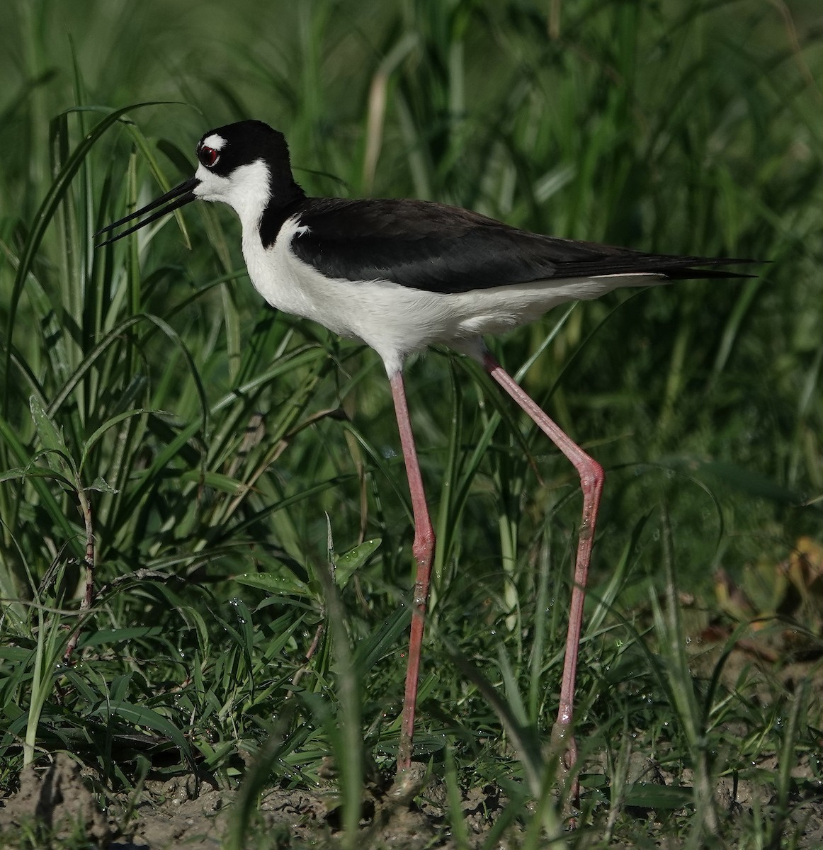 Black-necked Stilt - ML620800606