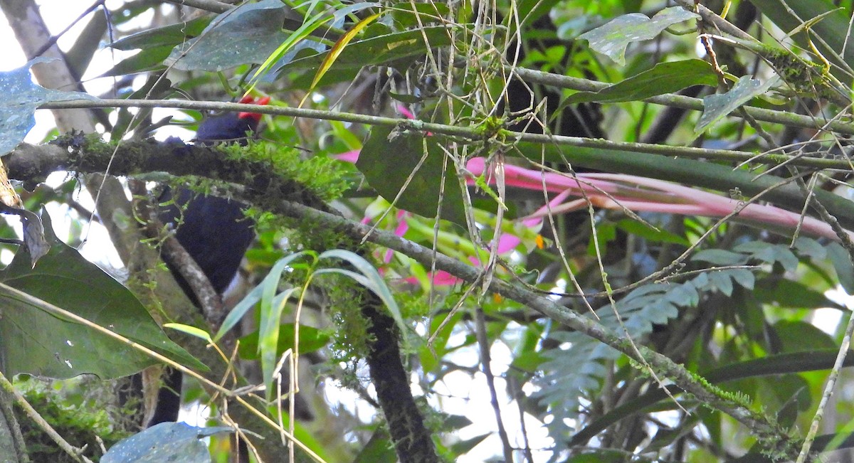 Black-throated Grosbeak - ML620800607