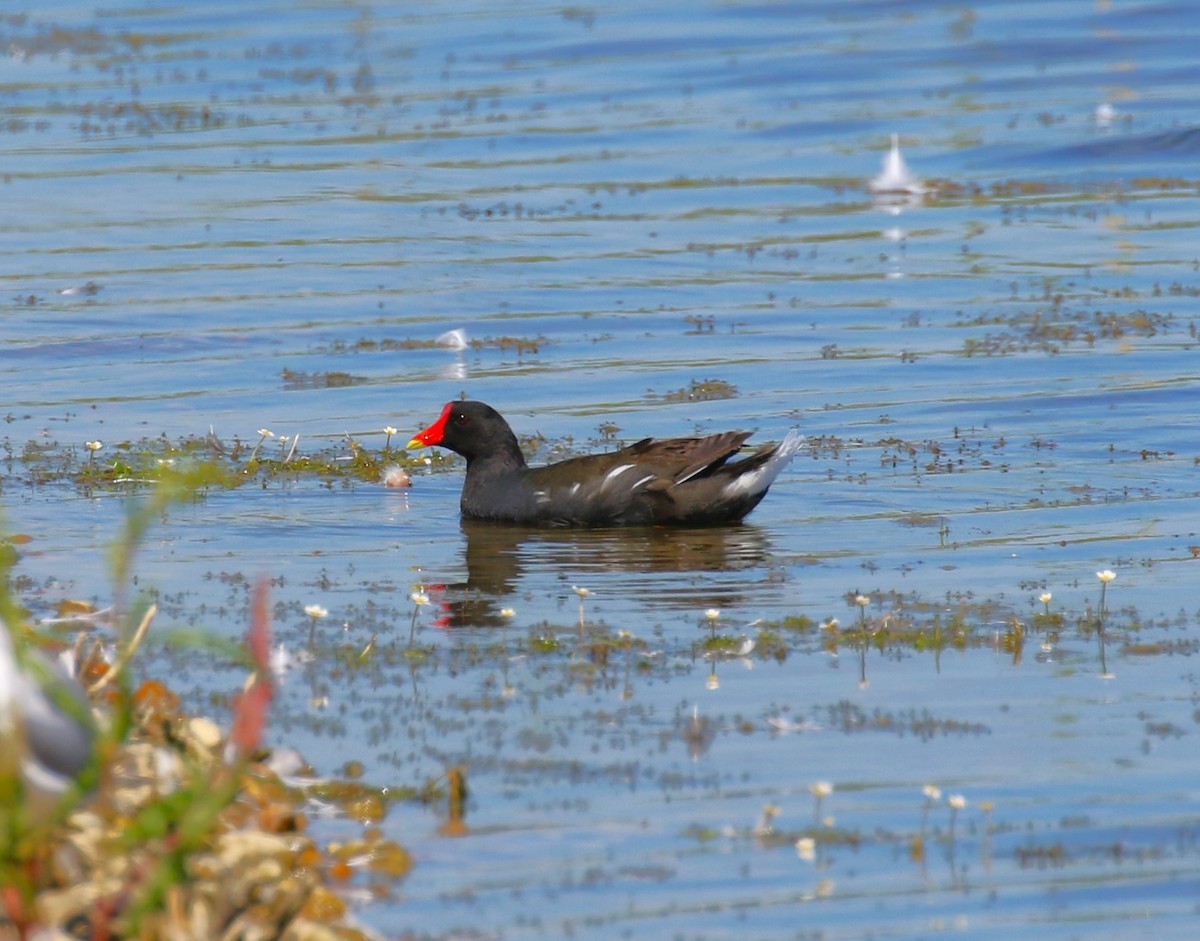 Eurasian Moorhen - sean clancy