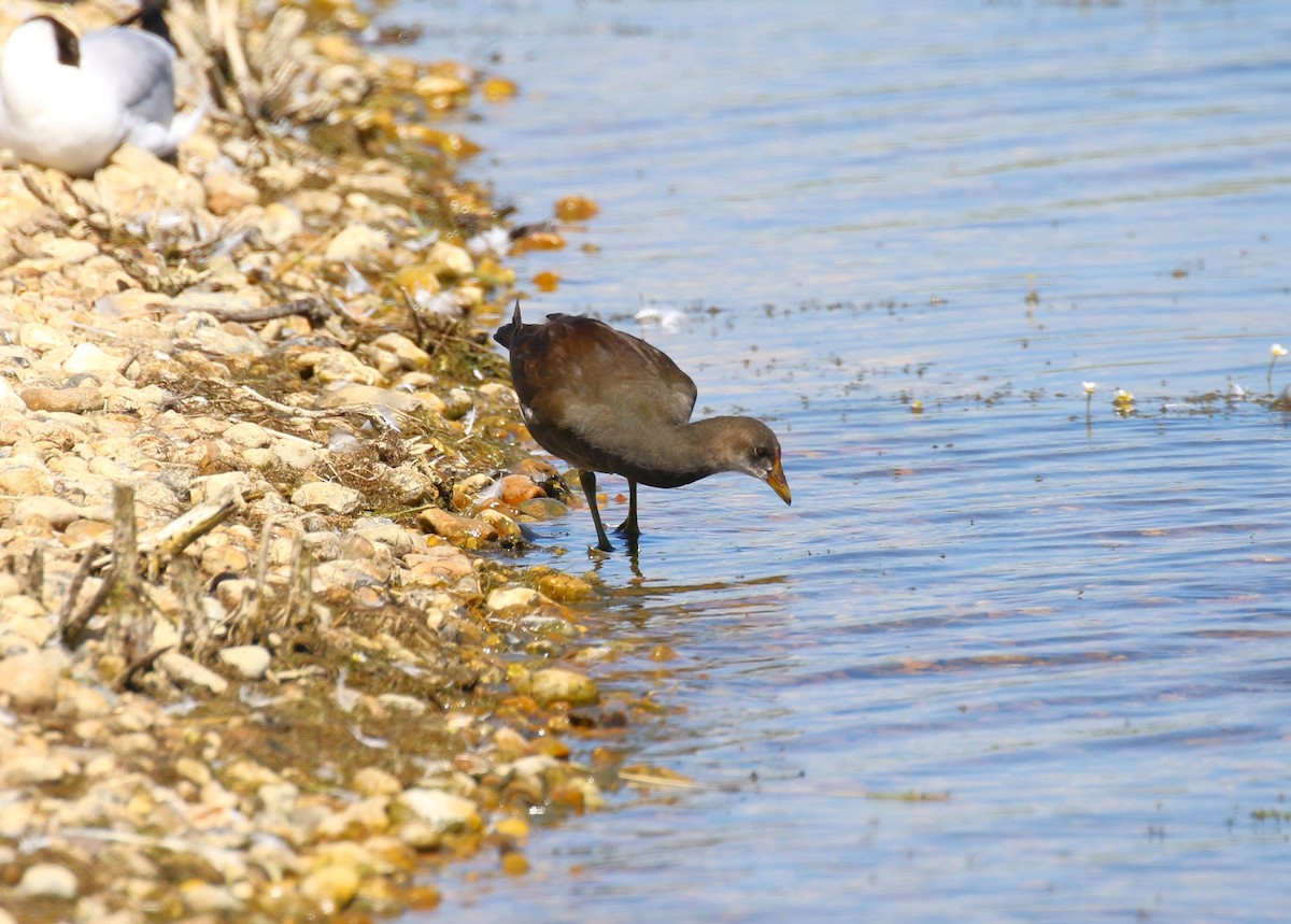 Eurasian Moorhen - ML620800609