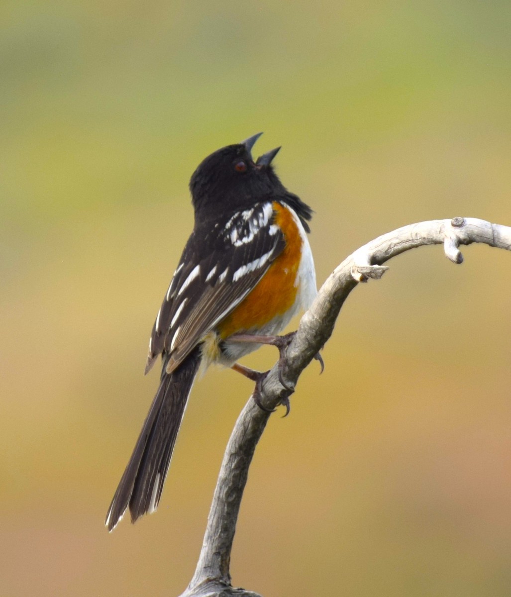 Spotted Towhee - ML620800610