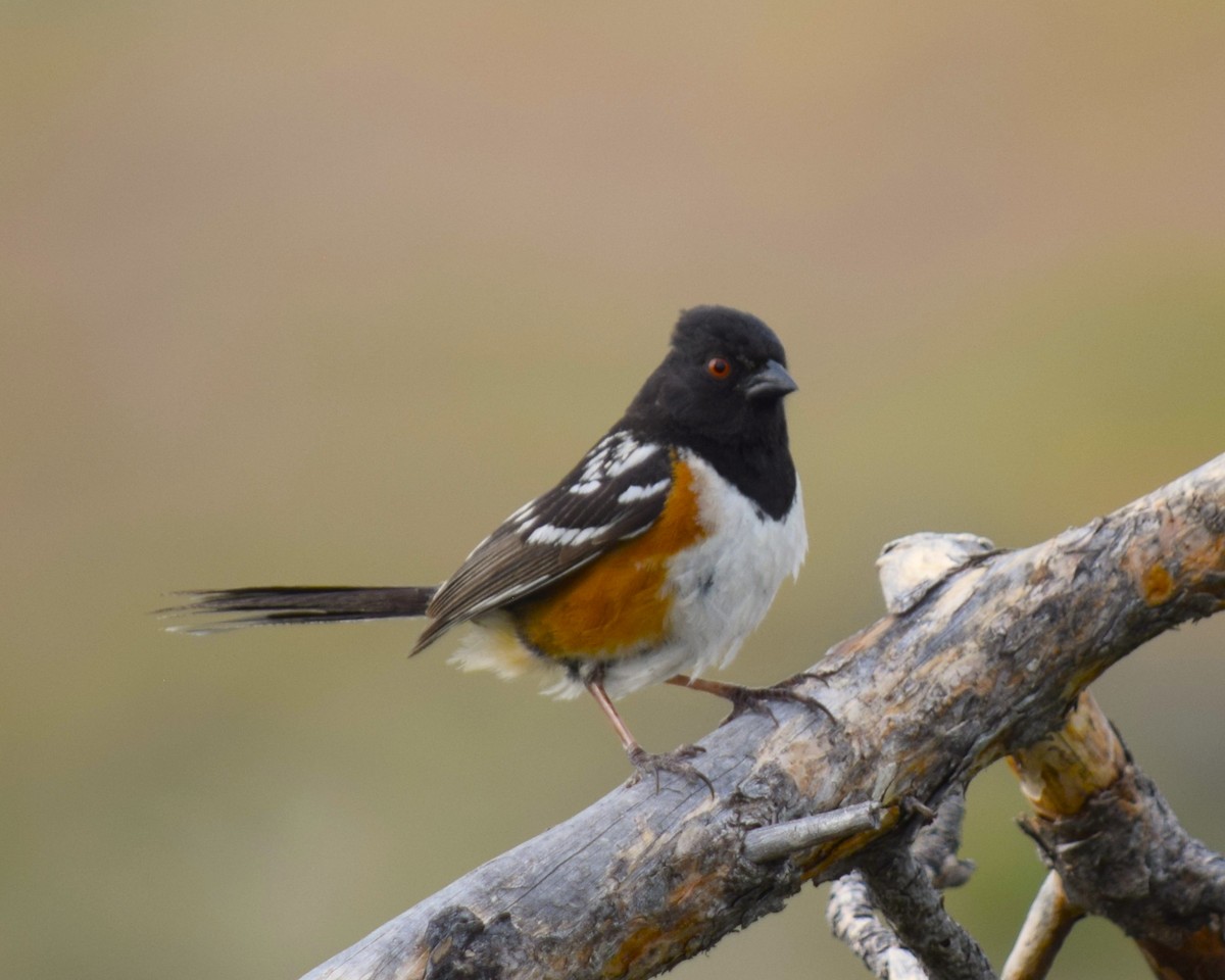 Spotted Towhee - William Crain