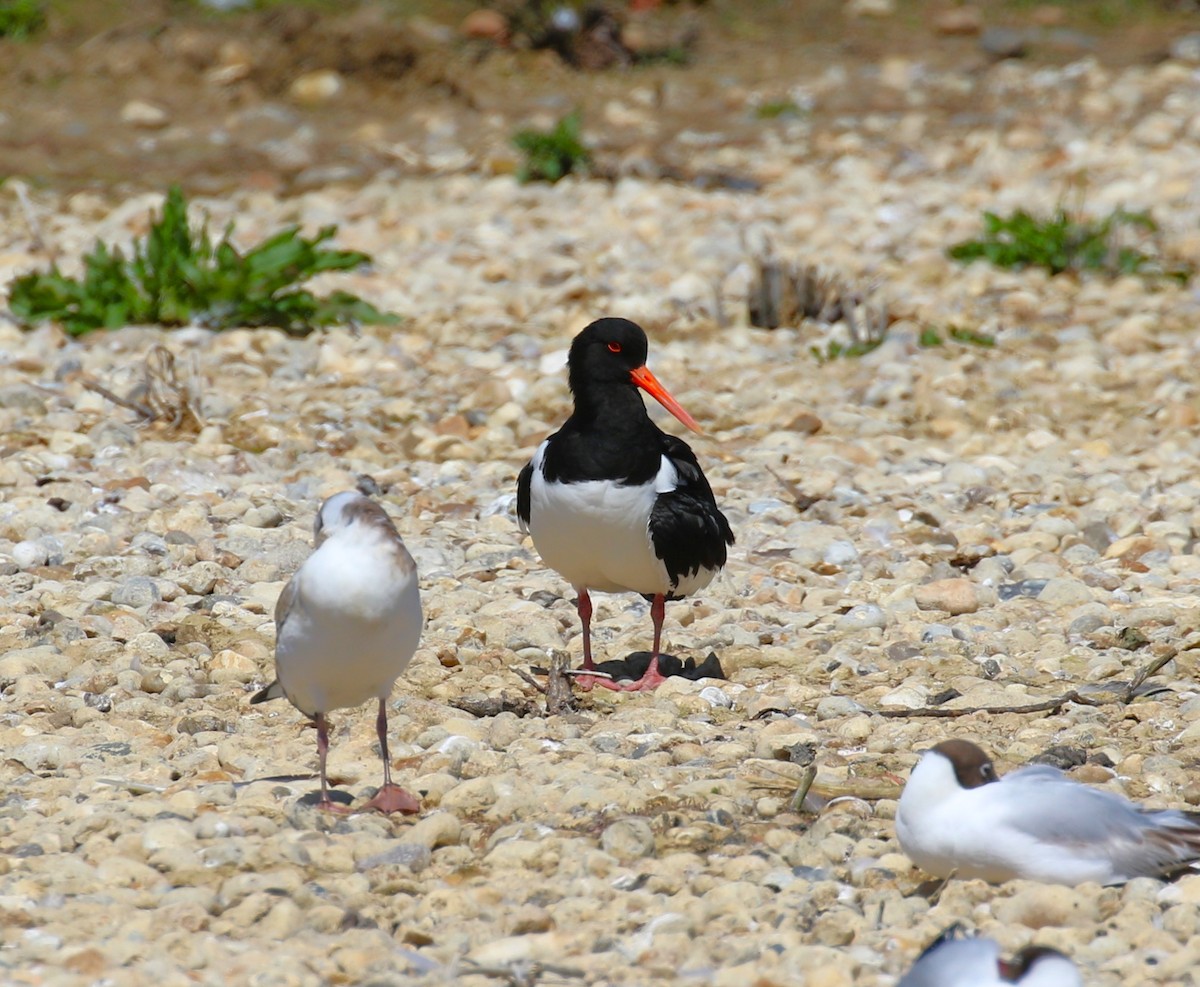 Eurasian Oystercatcher (Western) - ML620800616