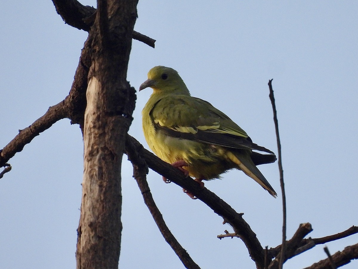 Pembe Boyunlu Yeşil Güvercin - ML620800618