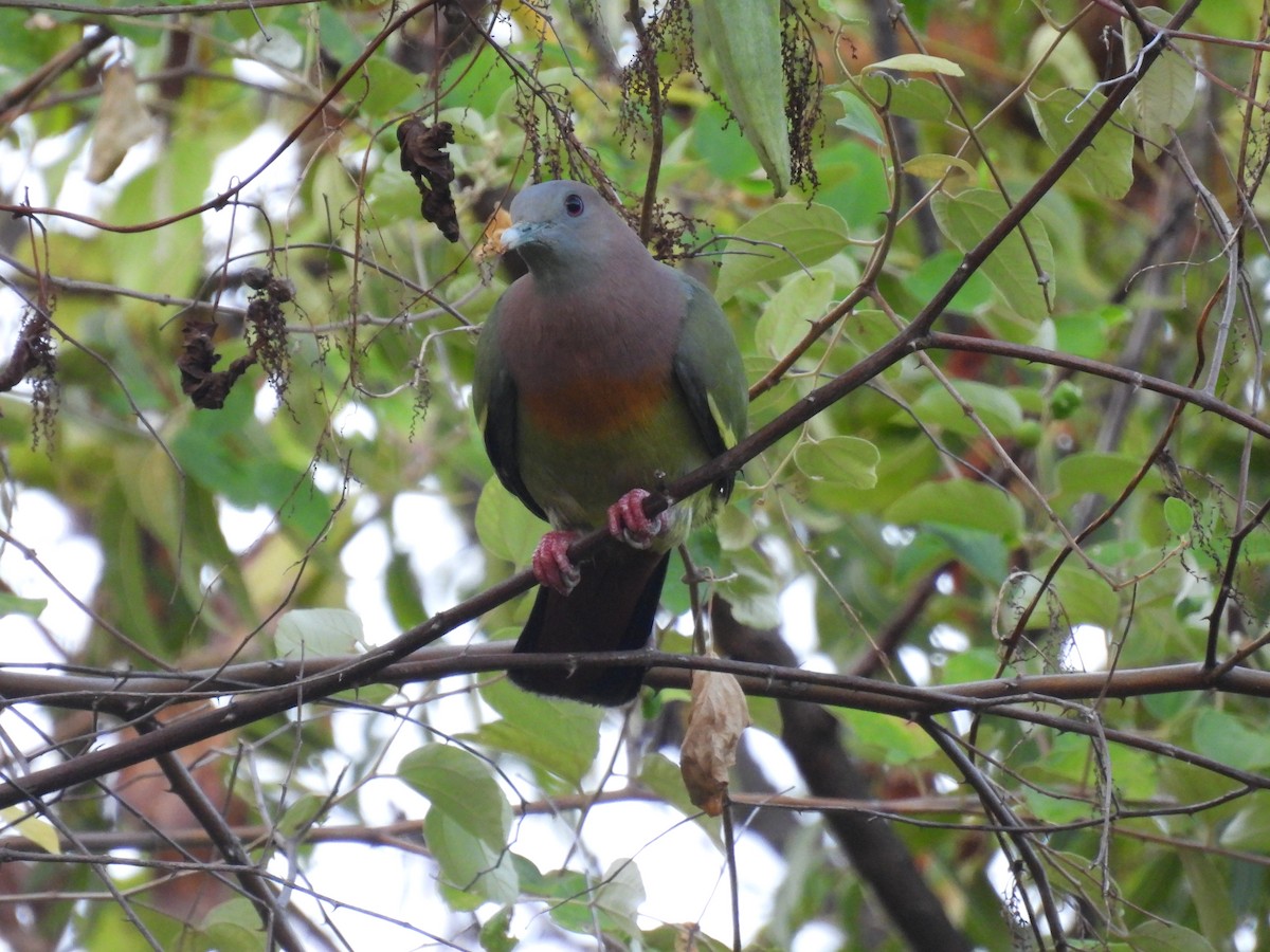 Pink-necked Green-Pigeon - ML620800619