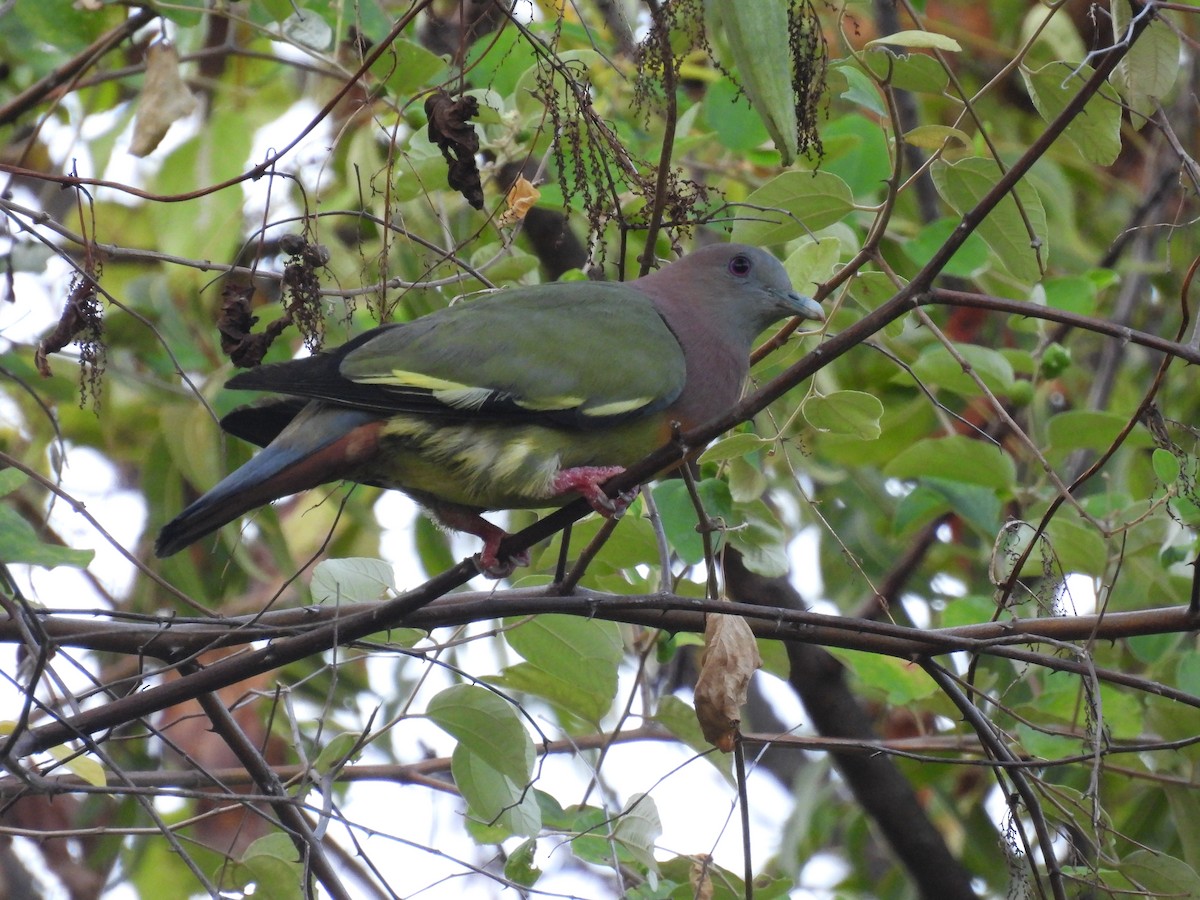 Pink-necked Green-Pigeon - ML620800620