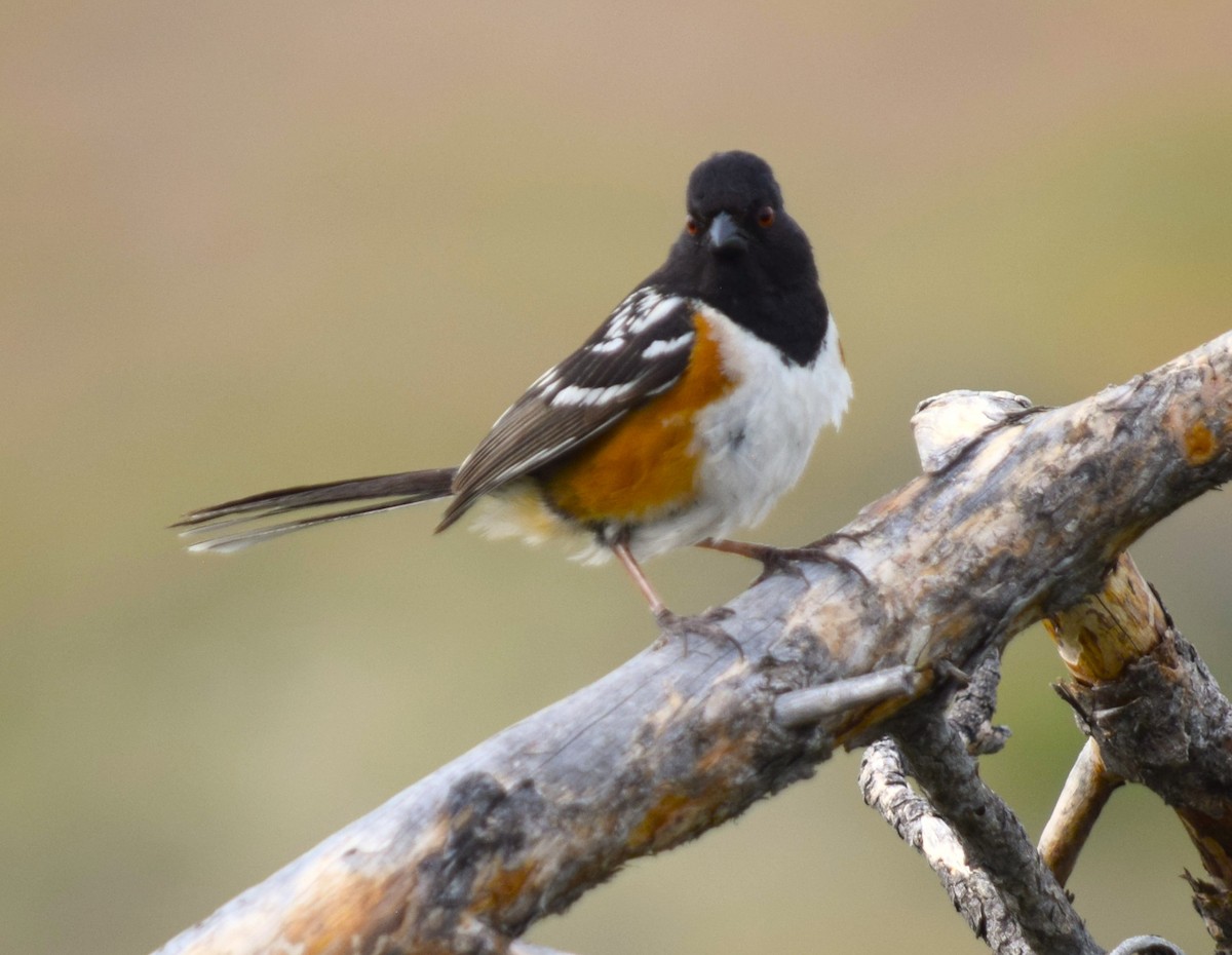 Spotted Towhee - ML620800621