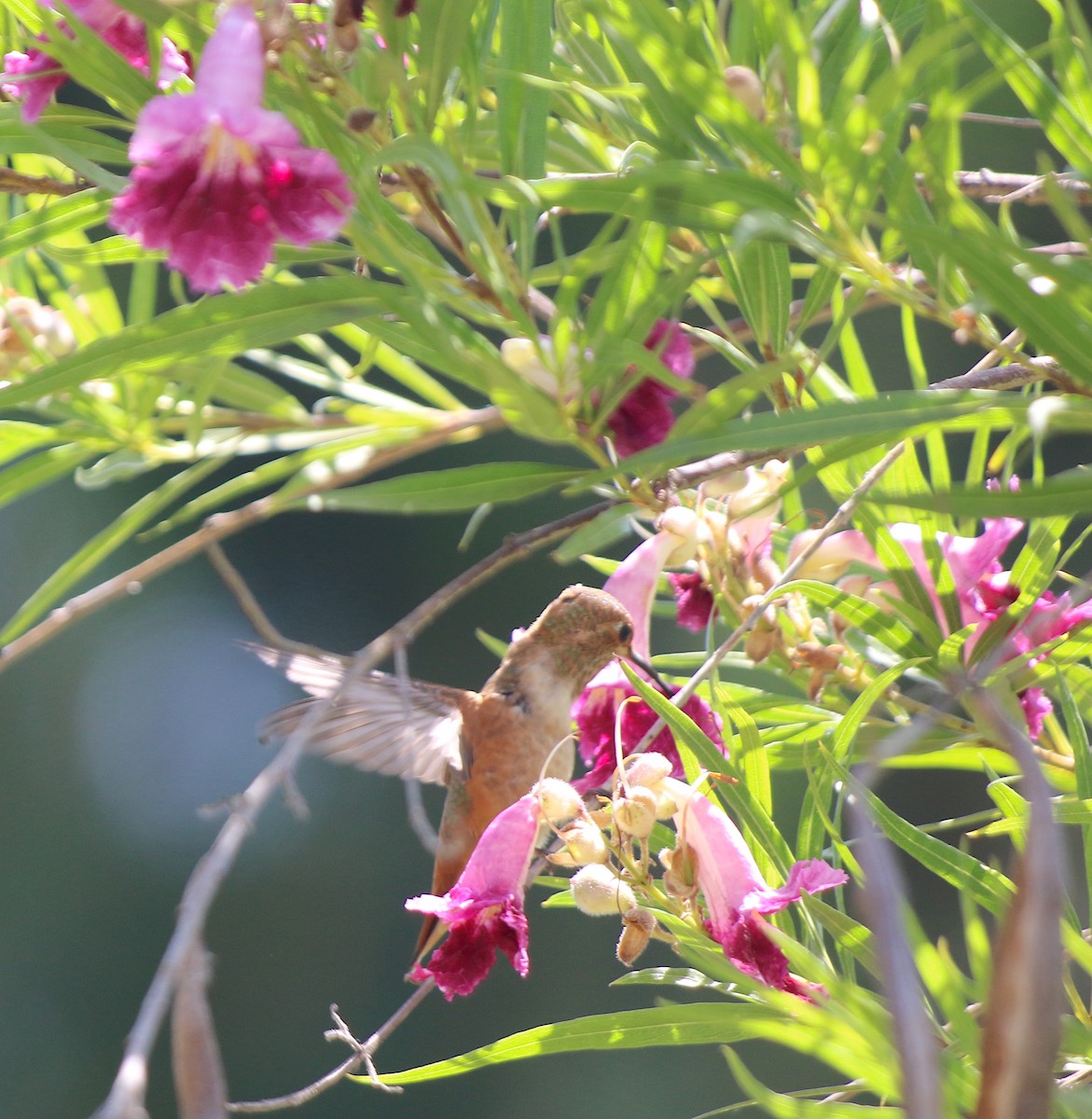 Allen's Hummingbird - ML620800624