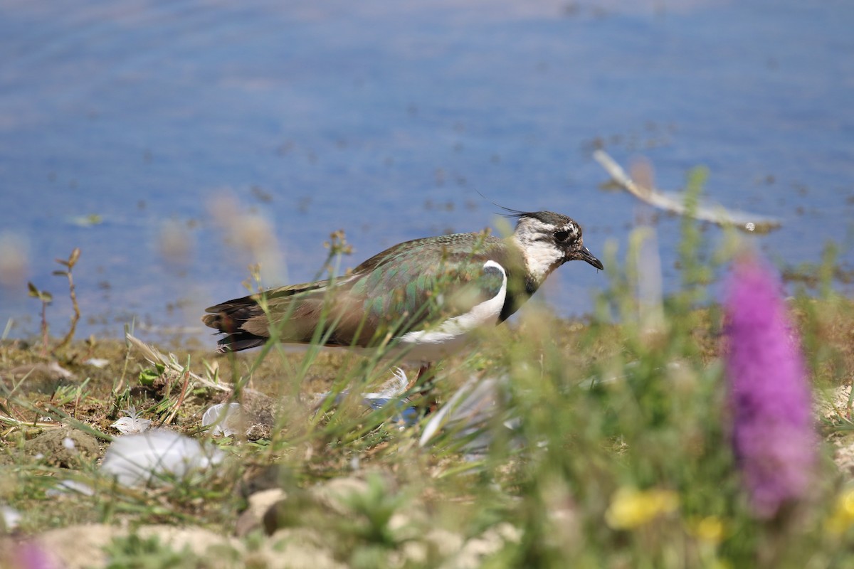 Northern Lapwing - ML620800635