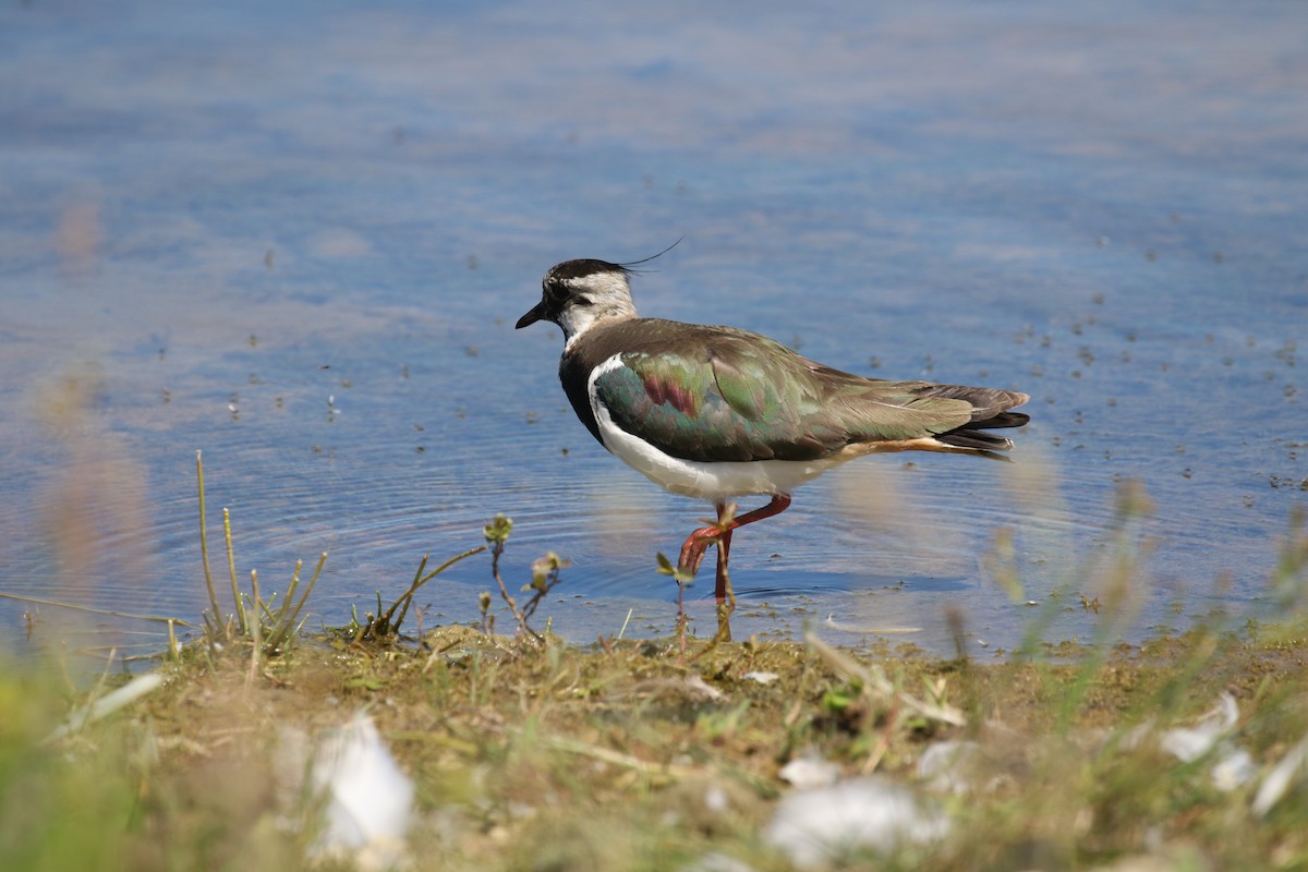 Northern Lapwing - ML620800636