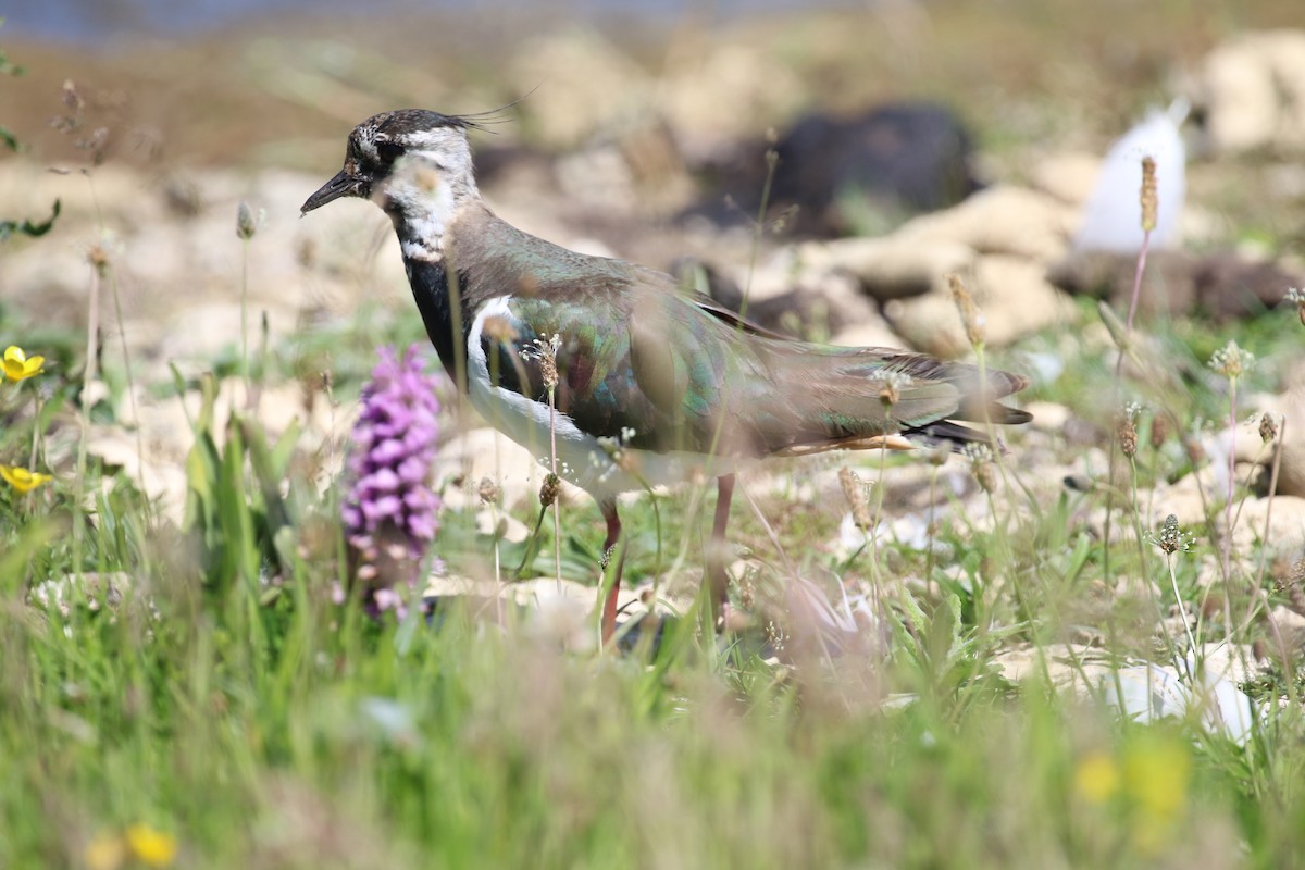 Northern Lapwing - ML620800637