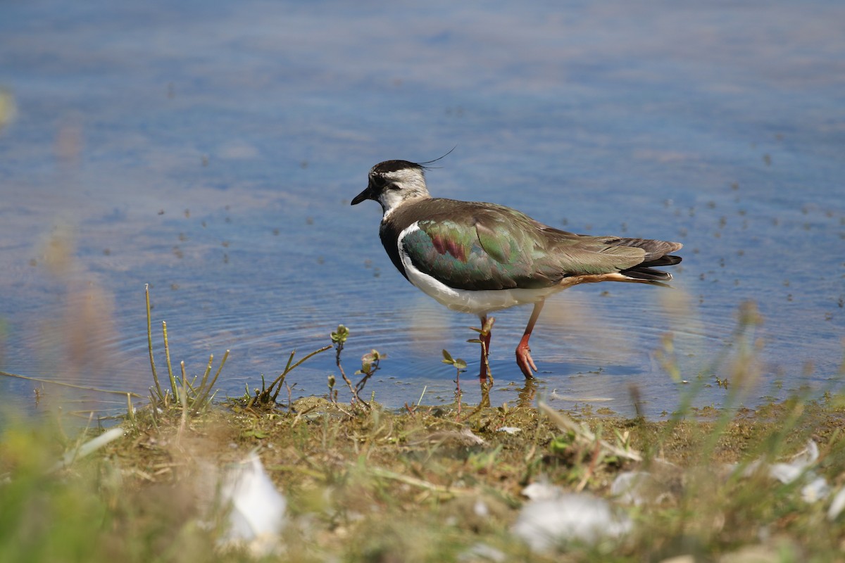 Northern Lapwing - ML620800638