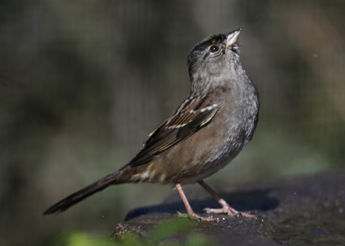 Golden-crowned Sparrow - ML620800641