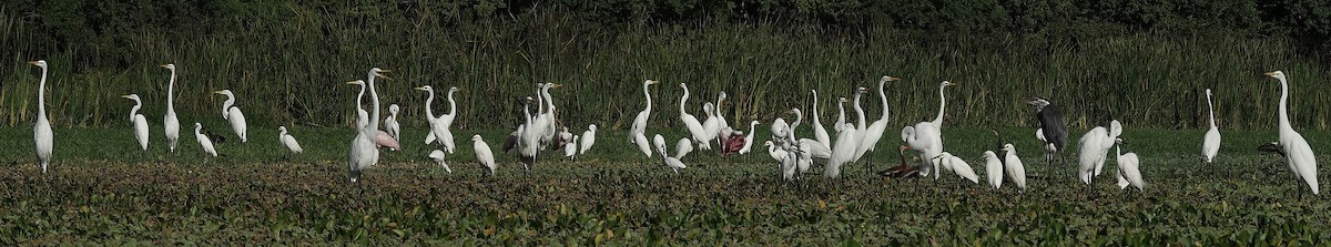 Great Egret - ML620800645