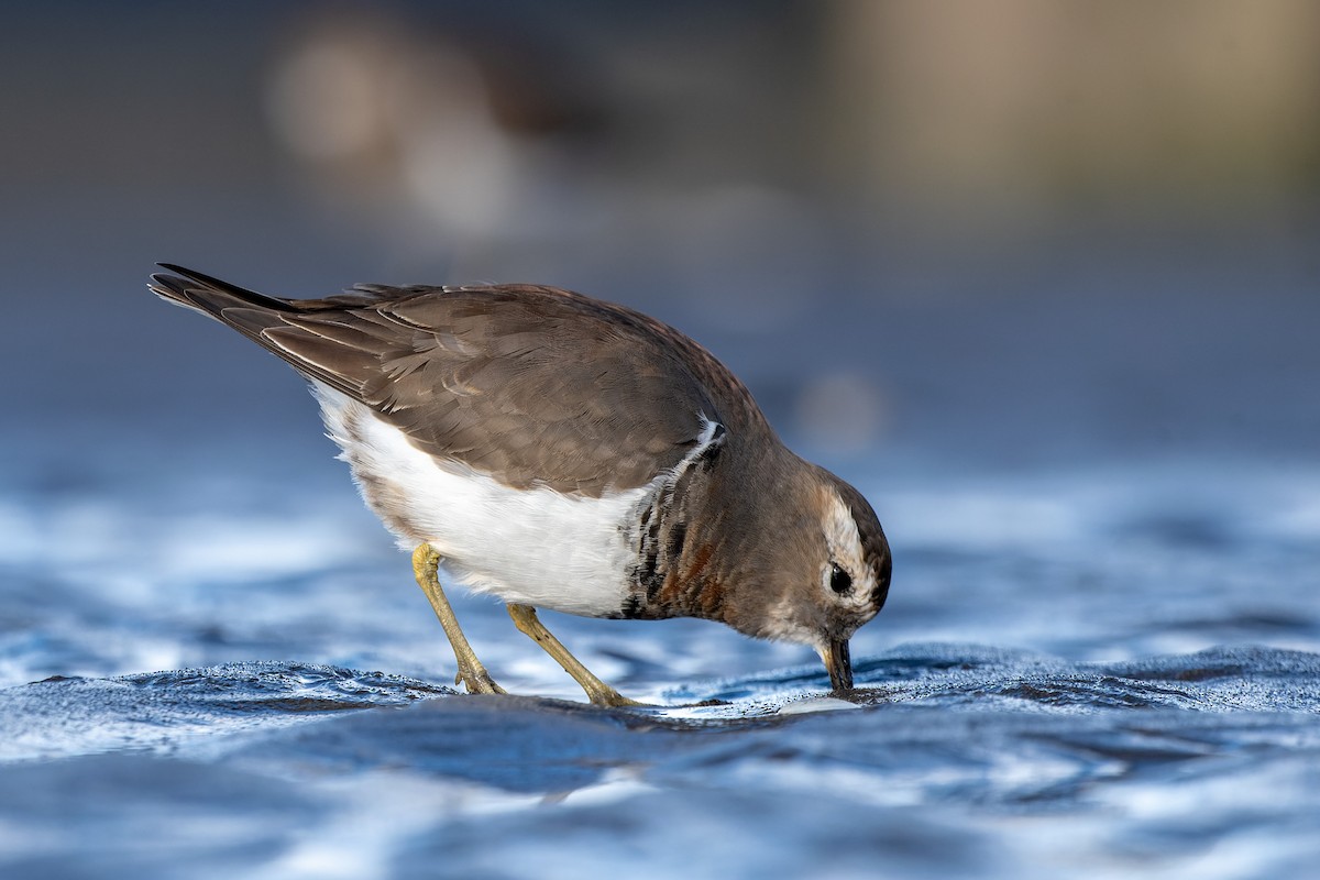 Rufous-chested Dotterel - ML620800646