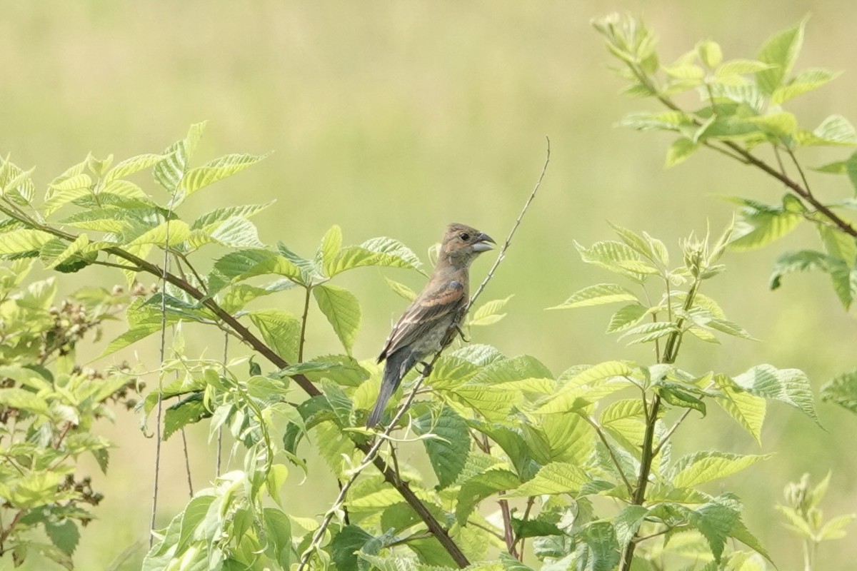 Blue Grosbeak - ML620800648