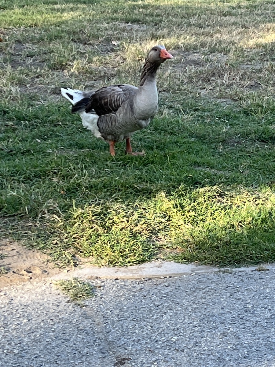 Graylag Goose (Domestic type) - ML620800649