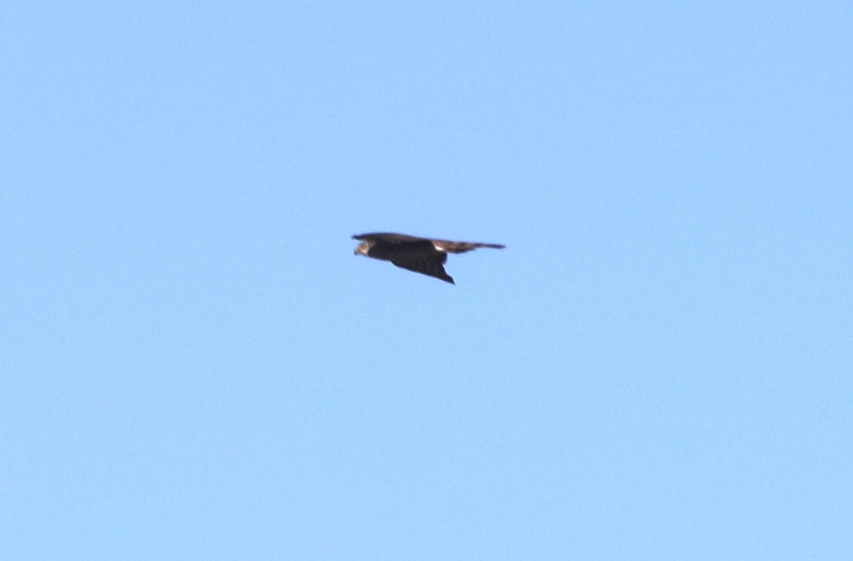 Sharp-shinned Hawk - ML620800651