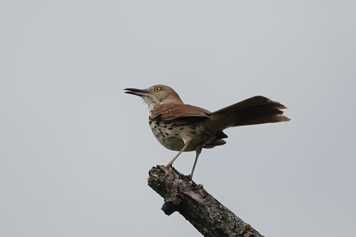 Brown Thrasher - ML620800660