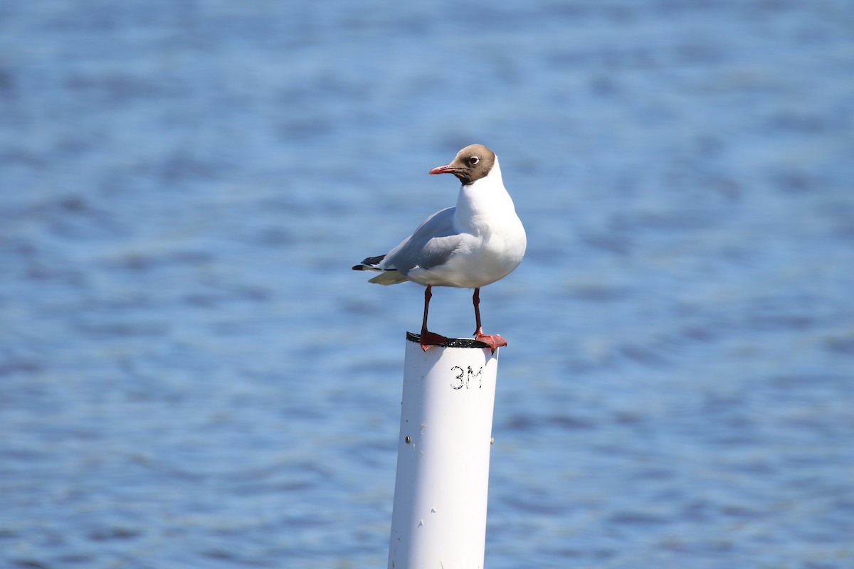 Black-headed Gull - ML620800661