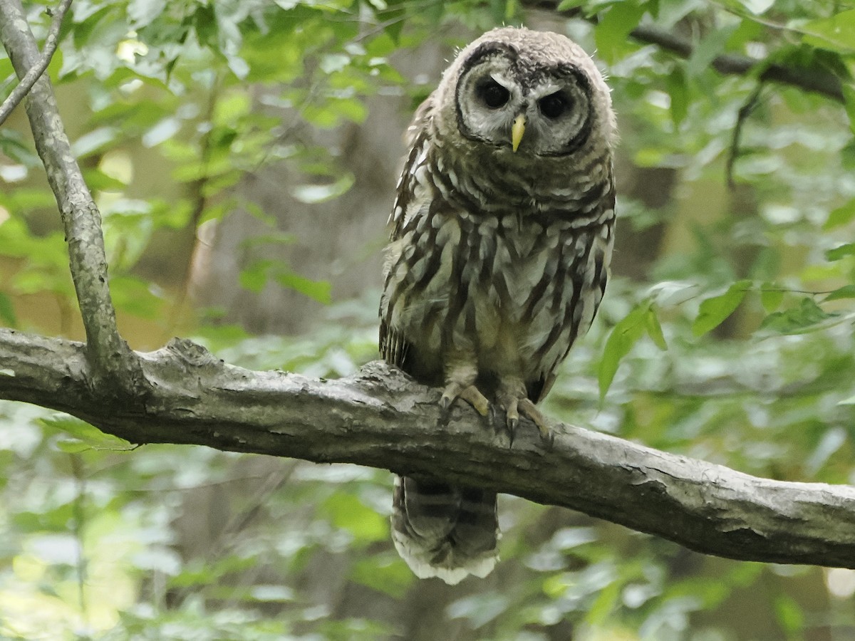 Barred Owl - ML620800663