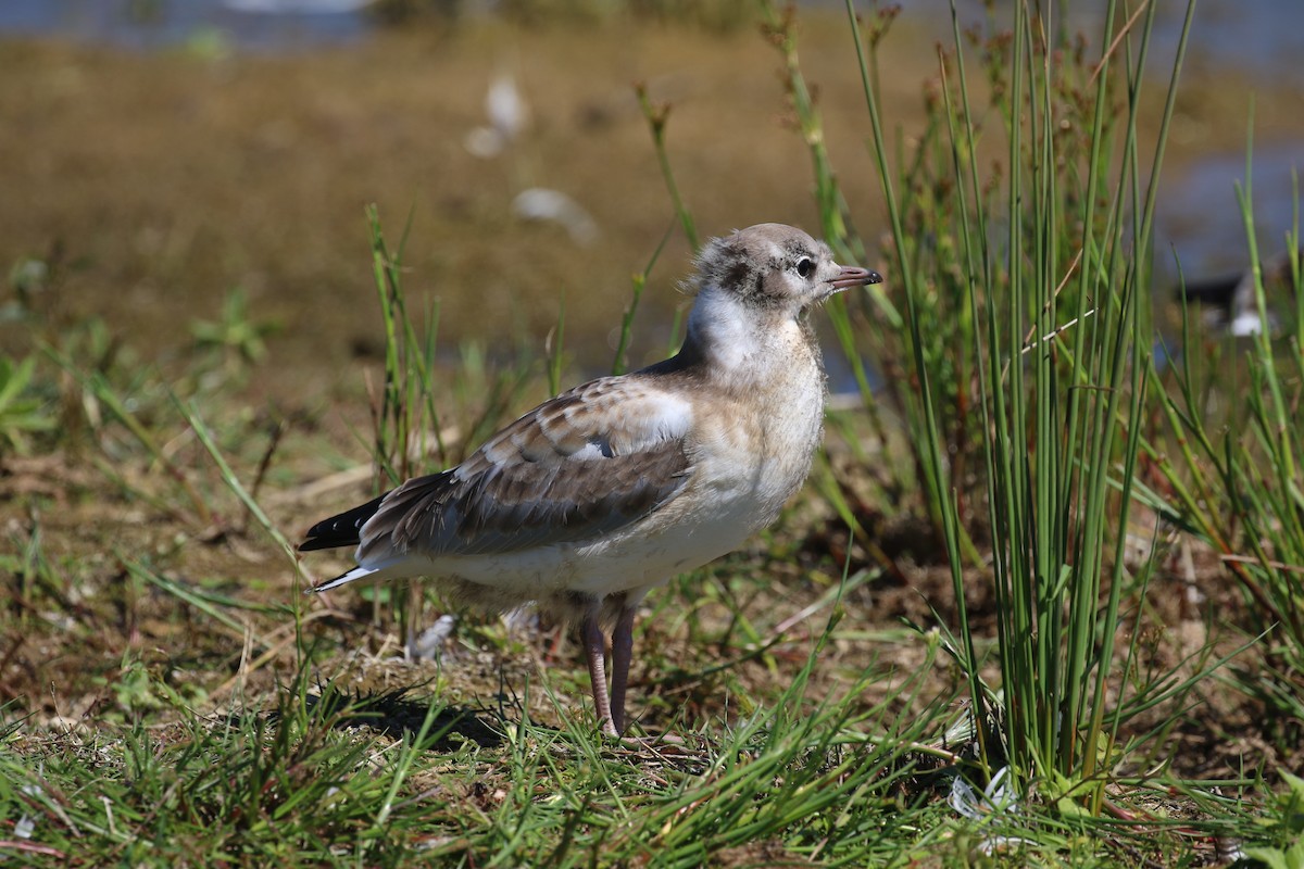 Black-headed Gull - ML620800666