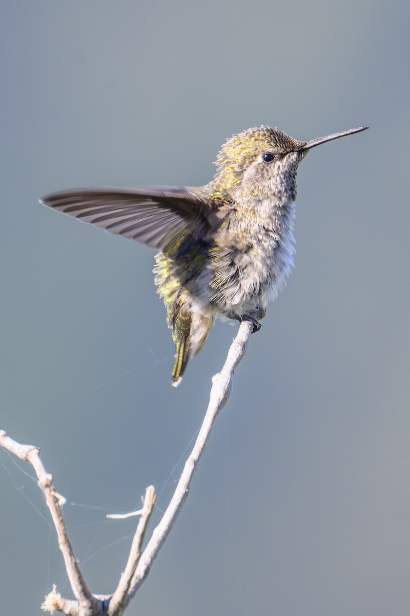 Anna's Hummingbird - ML620800667