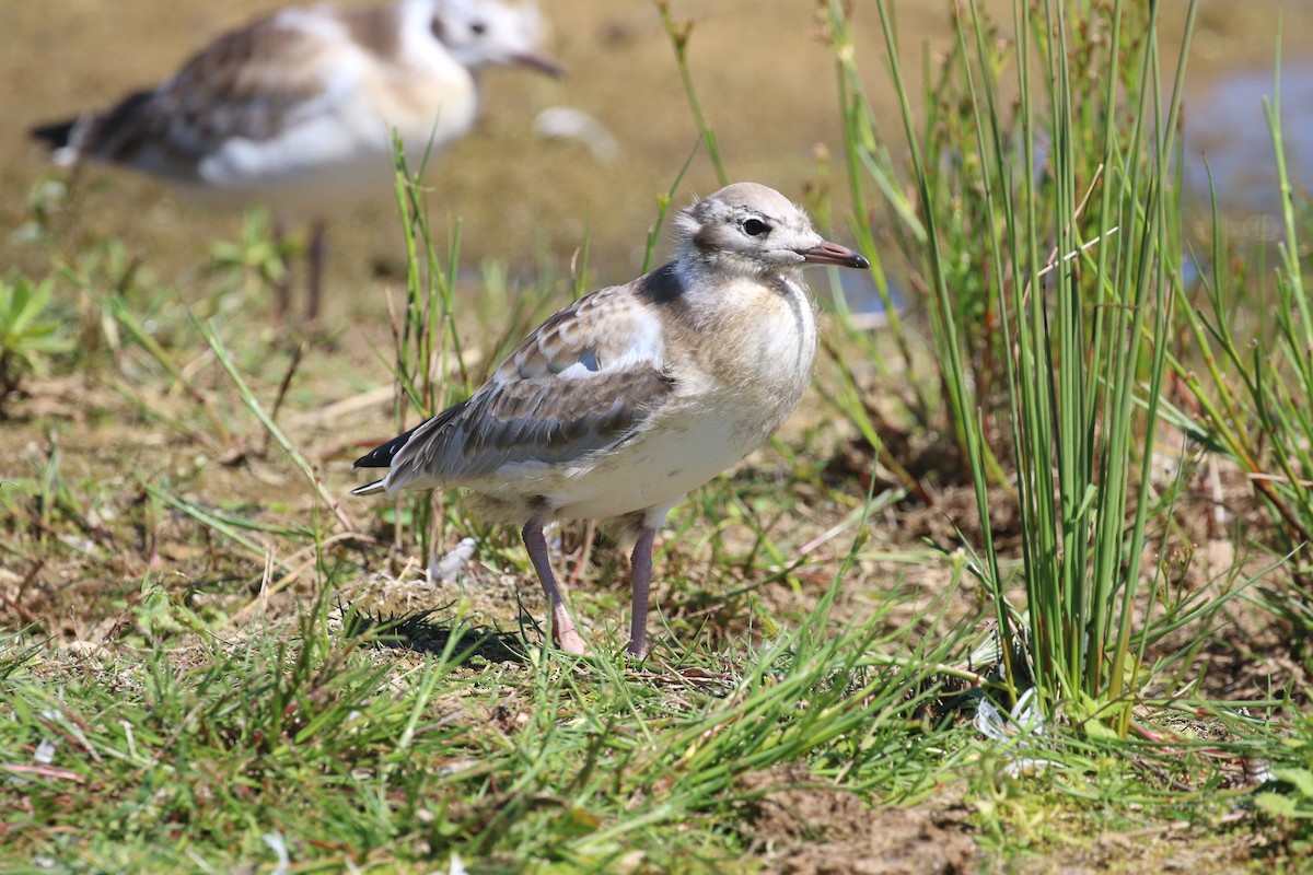 Black-headed Gull - sean clancy