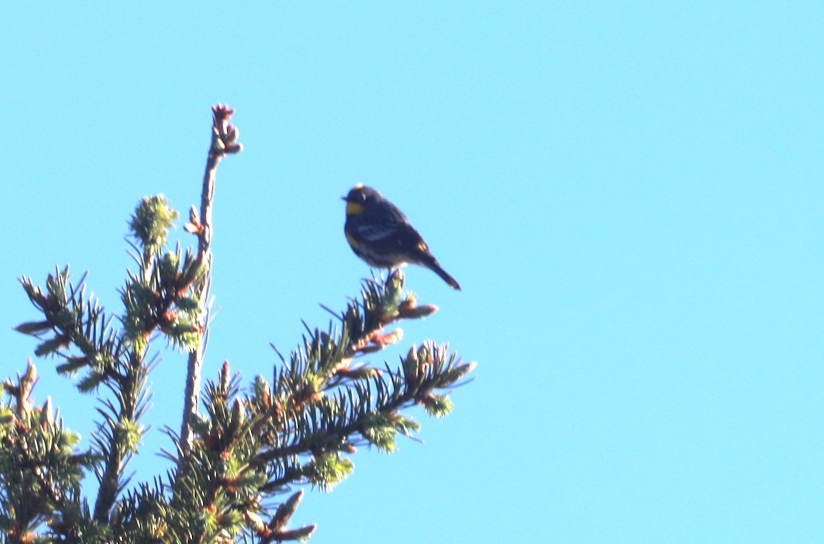 Yellow-rumped Warbler (Audubon's) - ML620800670