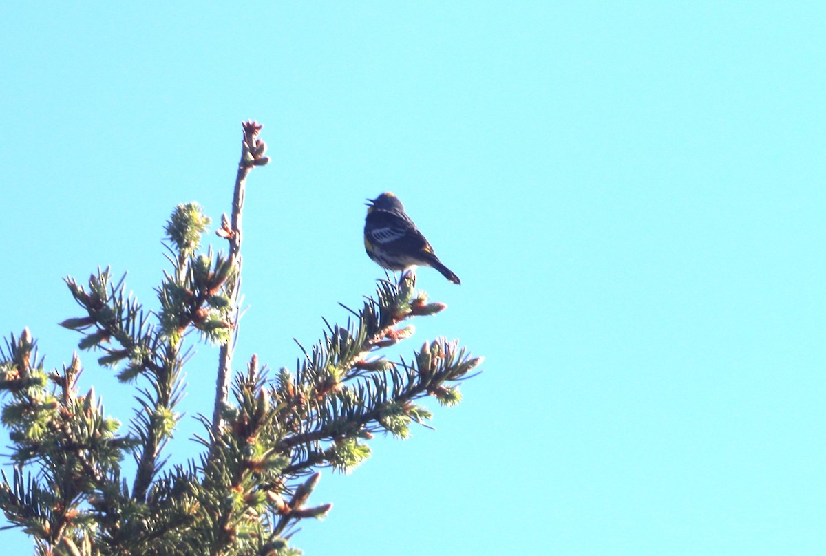 Yellow-rumped Warbler (Audubon's) - ML620800671