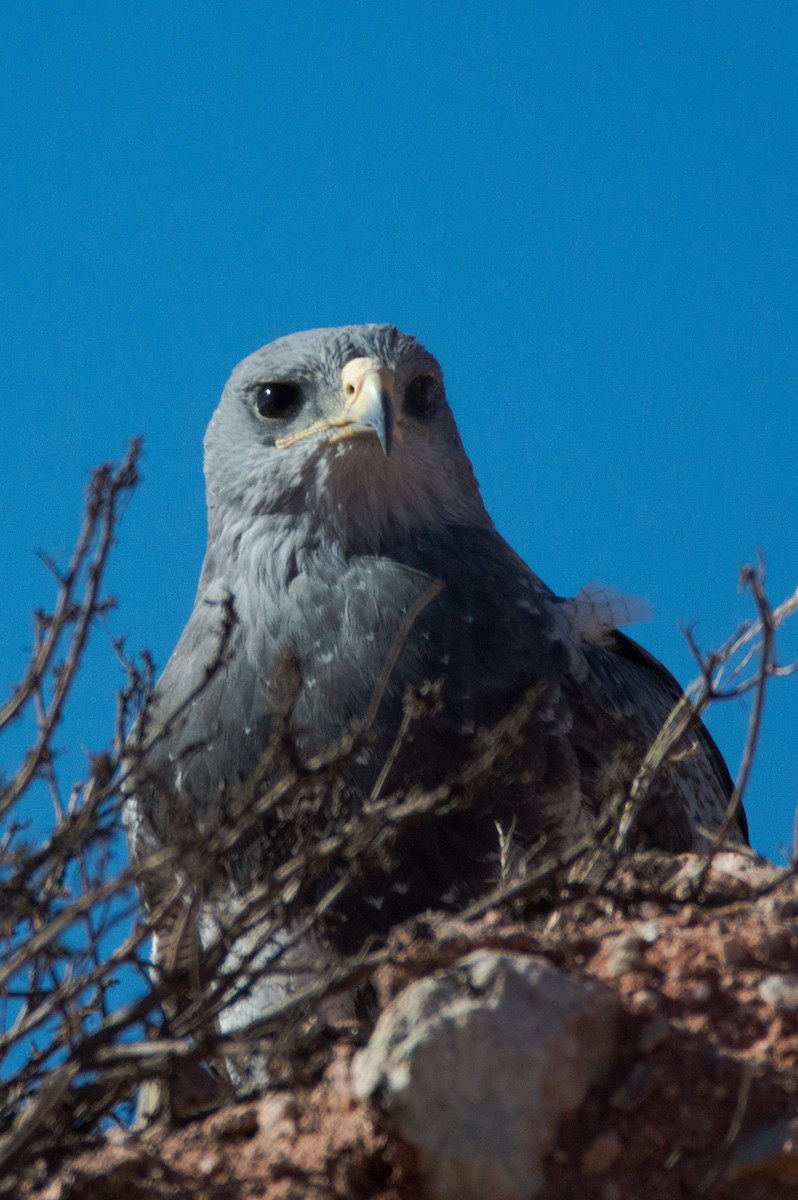 Black-chested Buzzard-Eagle - ML620800673