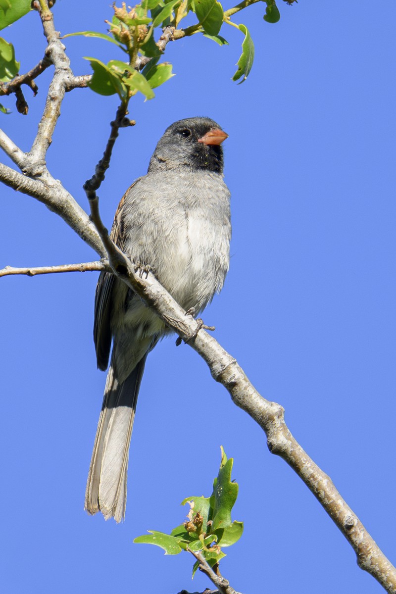 Black-chinned Sparrow - ML620800676