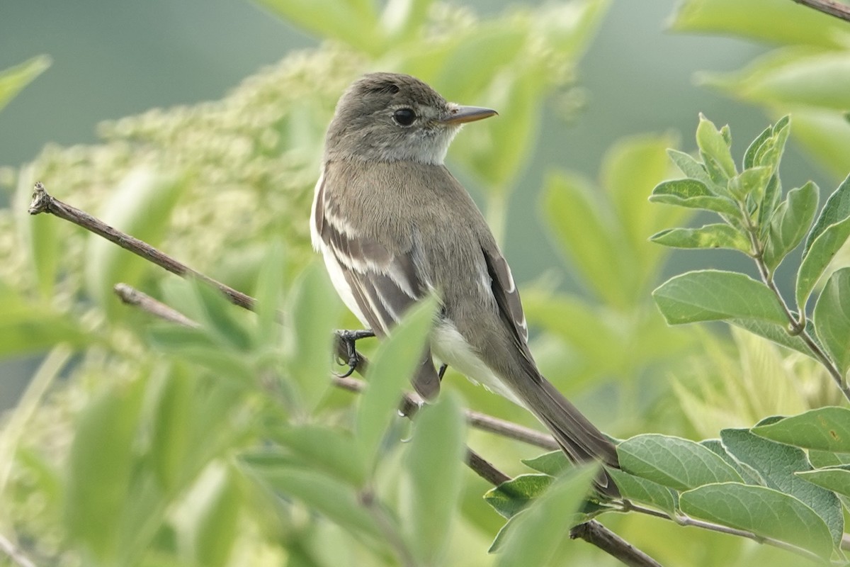 Willow Flycatcher - ML620800678