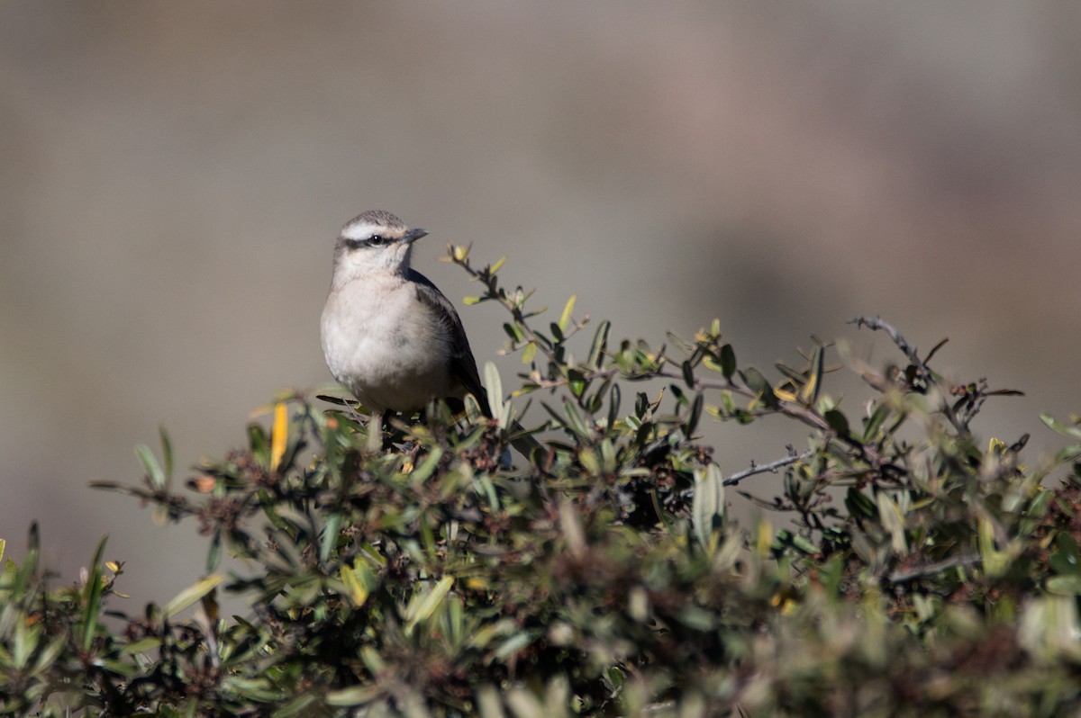 Chalk-browed Mockingbird - ML620800681