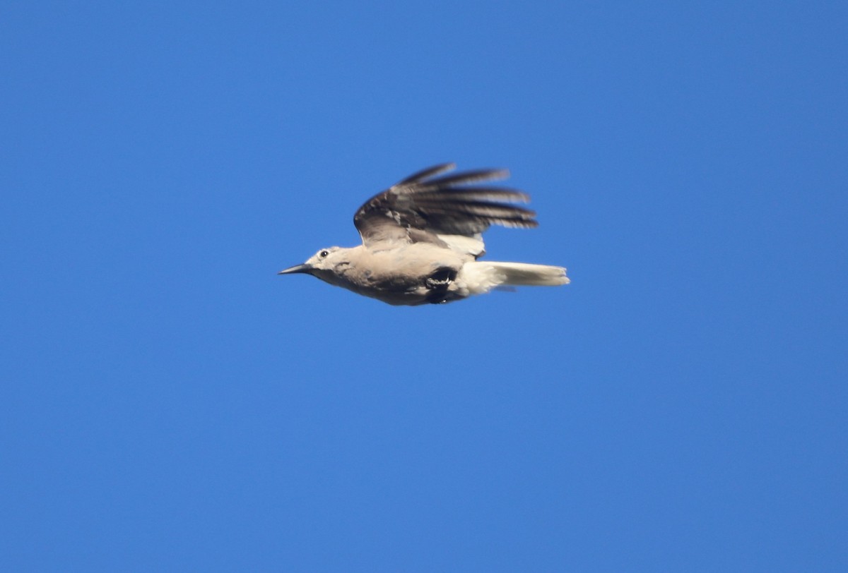 Clark's Nutcracker - ML620800683