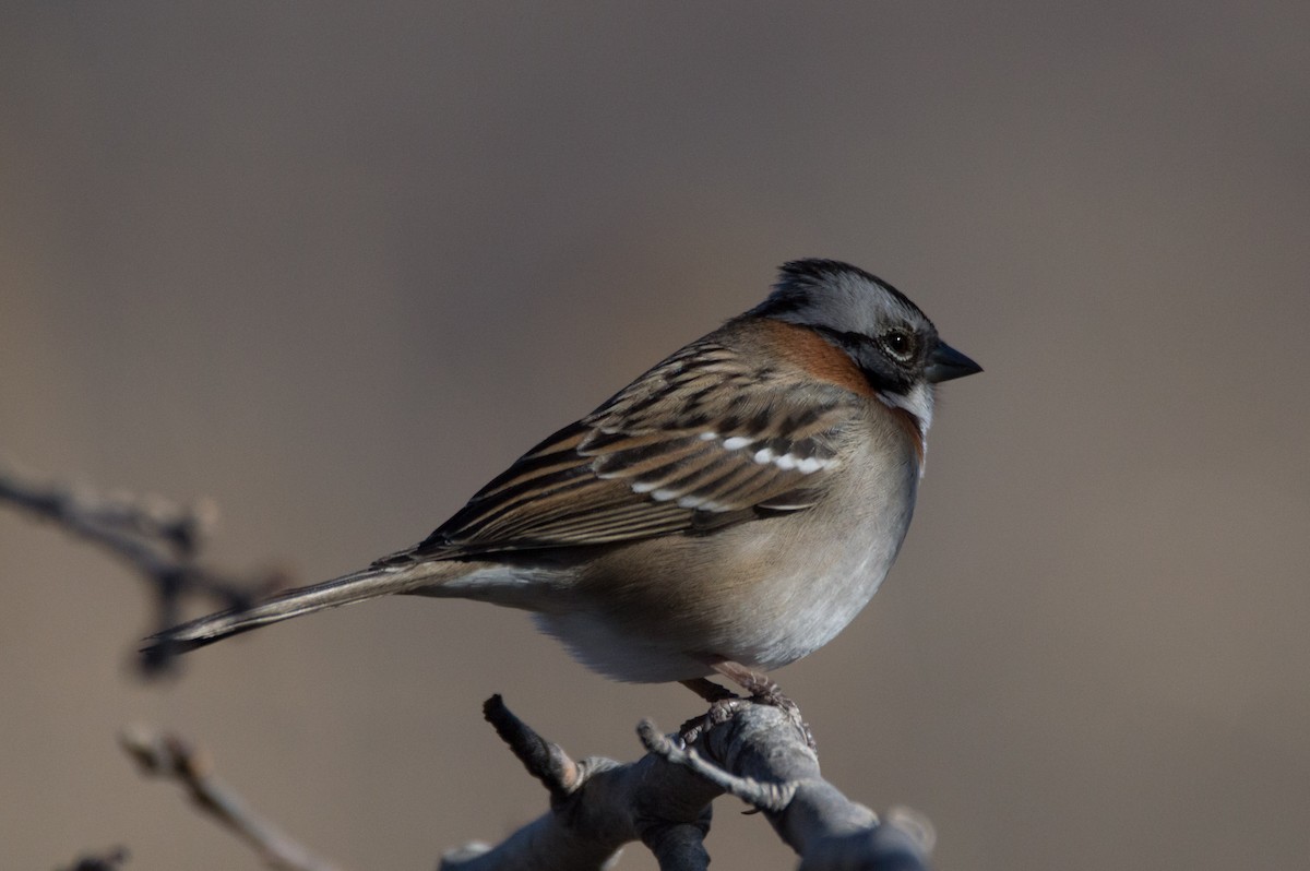 Rufous-collared Sparrow - ML620800692