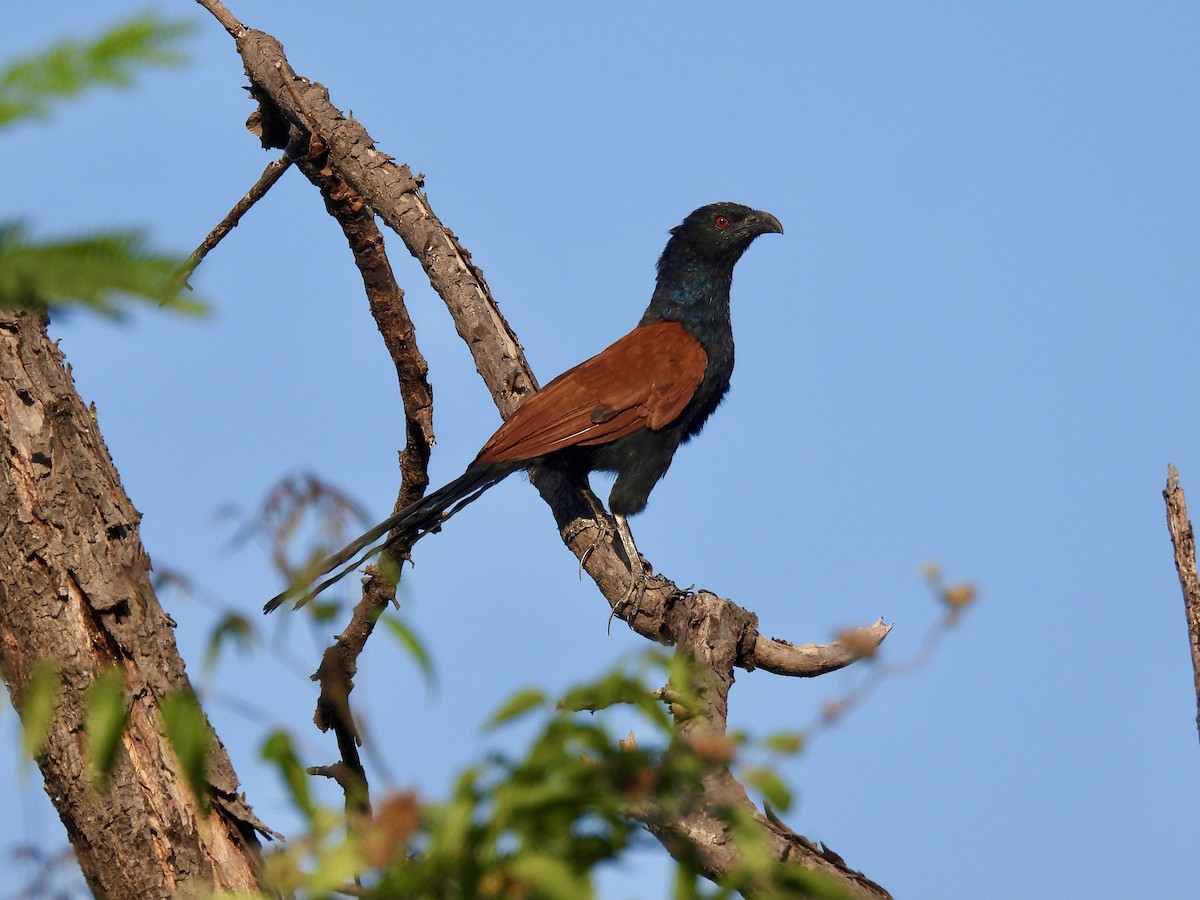 Greater Coucal - ML620800693