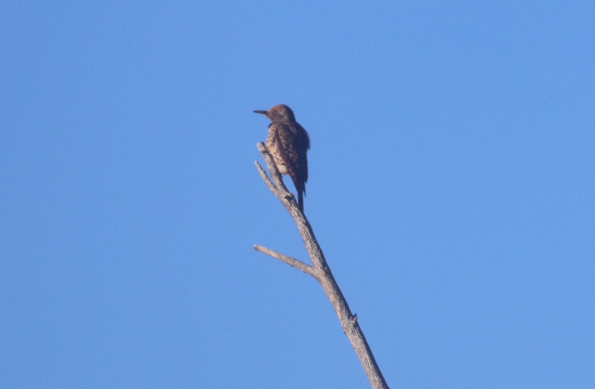 Northern Flicker - ML620800694