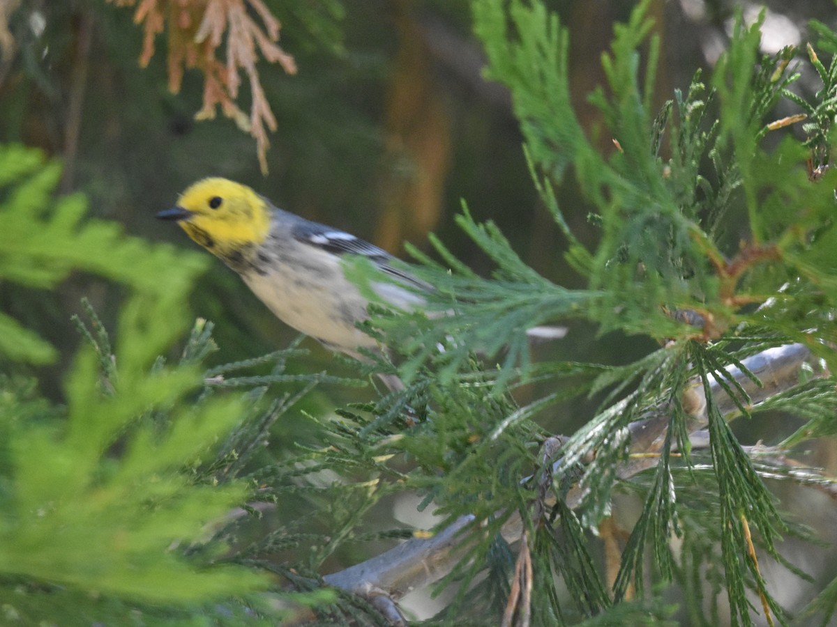 Paruline à tête jaune - ML620800707