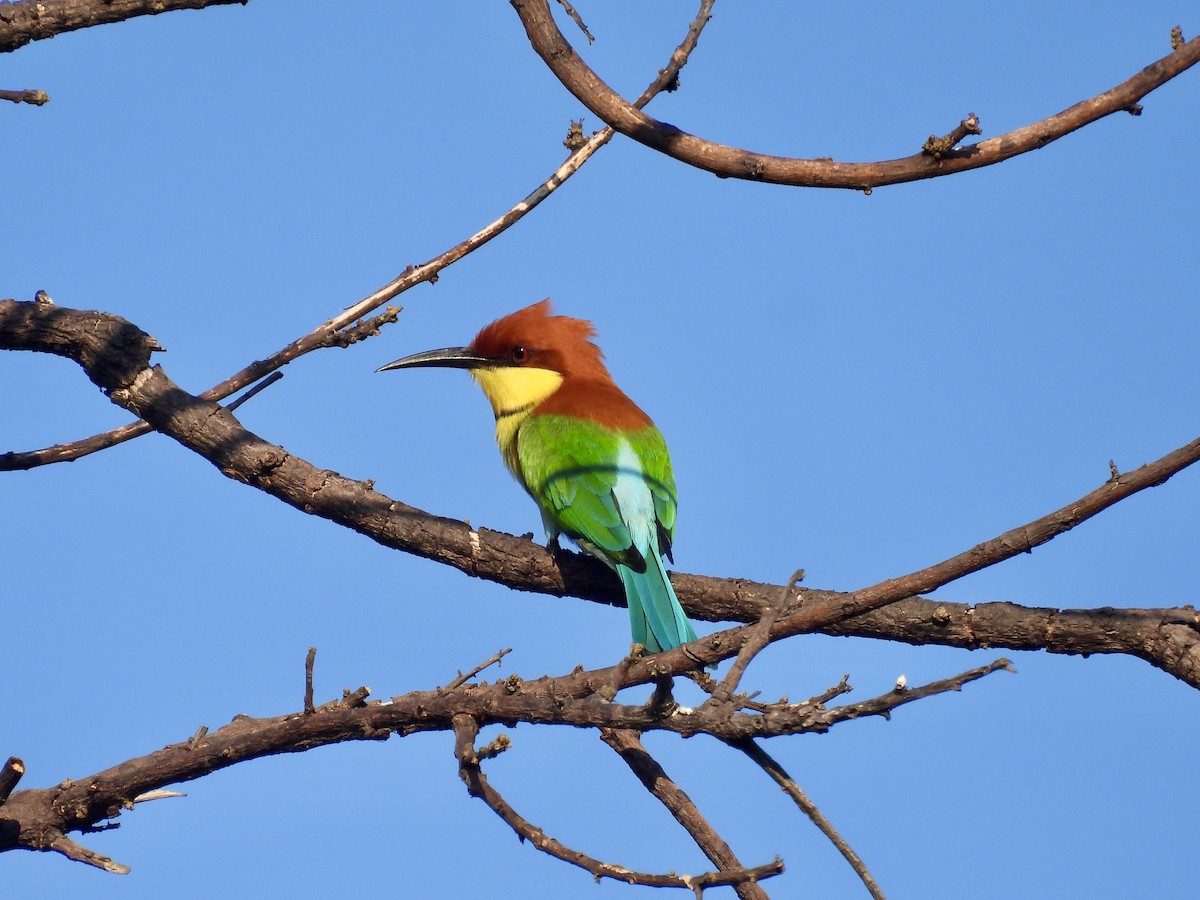 Chestnut-headed Bee-eater - ML620800709