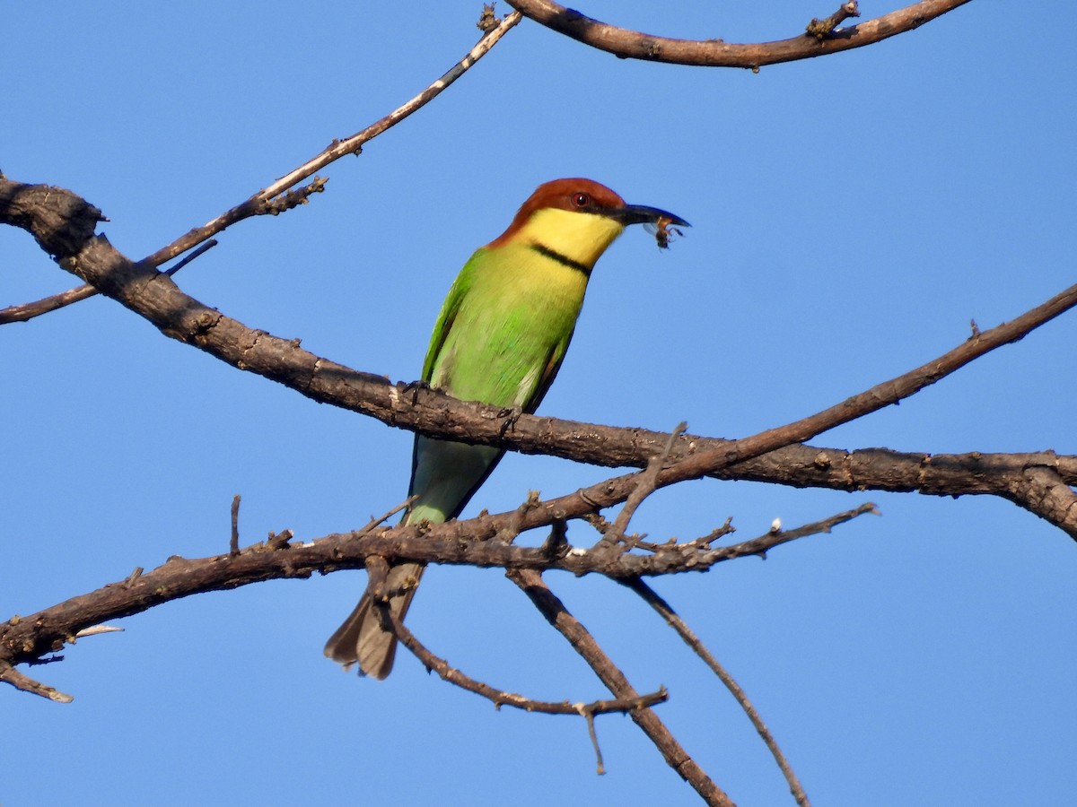 Chestnut-headed Bee-eater - ML620800710