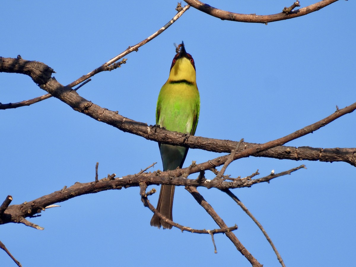 Chestnut-headed Bee-eater - Blake Kammann