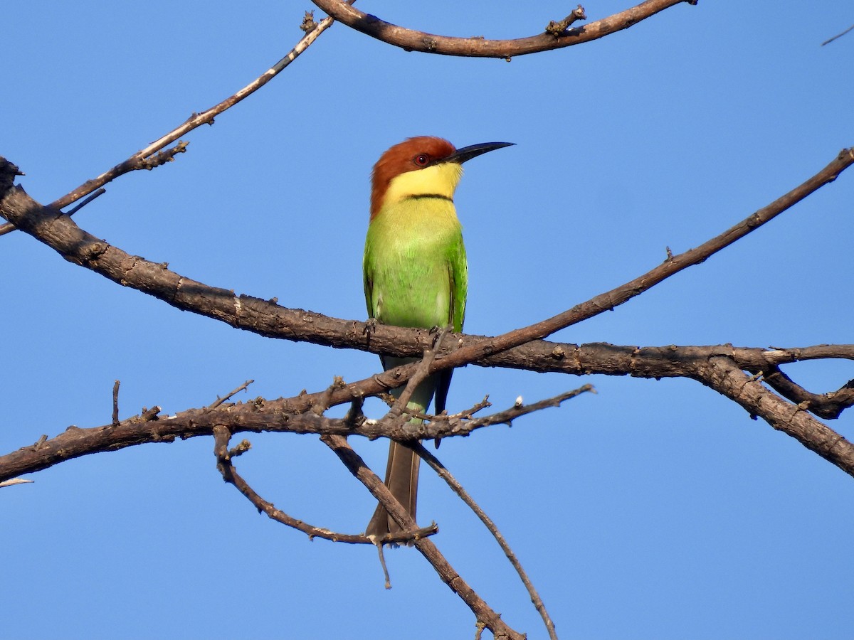 Chestnut-headed Bee-eater - ML620800712